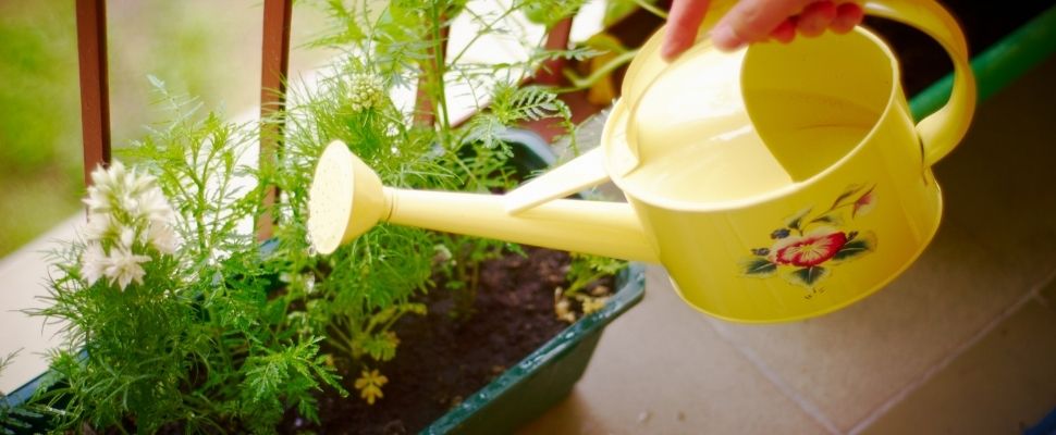 חסכון במים בגינה